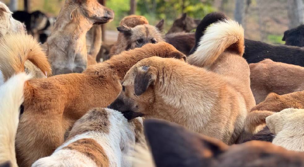 A group of Bali shelter dogs enjoying each other’s company
